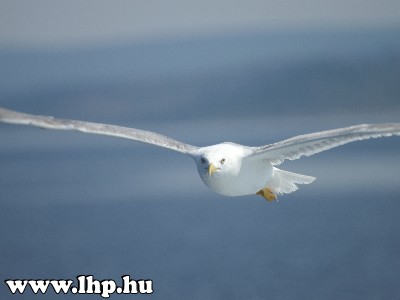 Plitvicei tavak �s Biogr�d
