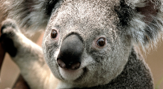 Koalapr rkezik Budapestre
