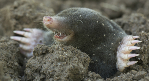 Vakondokok seg�tik a d�n r�g�szeket