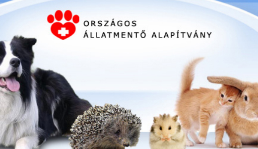 Gyan�s, hogy beteg gyerekeken, �llatokon nyer�szkednek