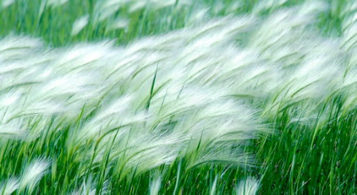 Sz�l, es�, h�v�s