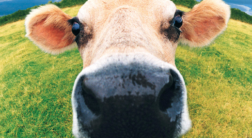 Fokozottan kell figyelni a nagy melegben a t�rs- �s a haszon�llatokra is