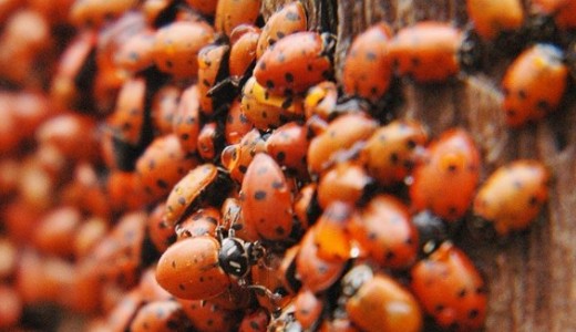 Csukja be az ablakokat, megllthatatlan a rovarinvzi, s semmit nem tehetnk ellene