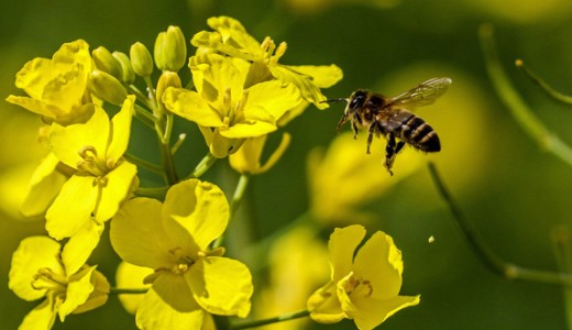 Kev�s lesz id�n a m�z, t�megesen pusztulnak a m�hek