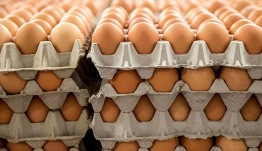 Tal�ltak fert�z�tt toj�st itthon is