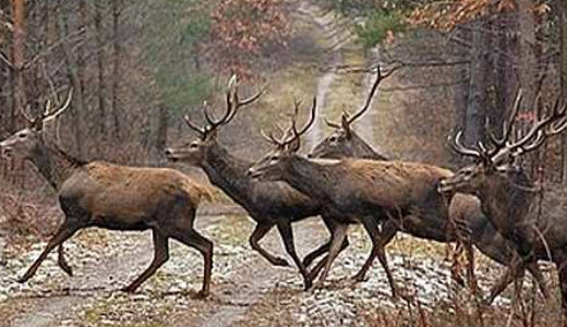 Hatalmas szarvascsapat rohant �t az �ton Bezedekn�l – vide�