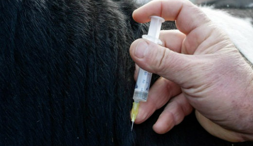 Fert�z� l�pfene miatt pusztult el sok �llat Szentesen