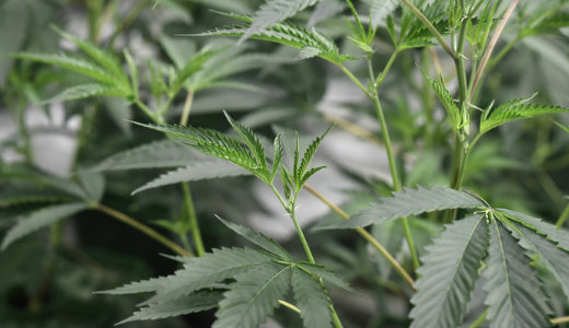 Gr�zi�ban legaliz�lt�k a marihu�n�t