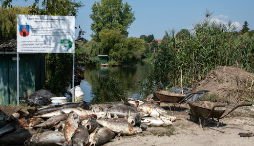 L�legeztet�re tett�k a pilisv�r�sv�ri halastavat