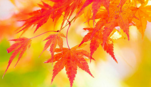 Visszat�r a meleg: ny�rias id�vel ind�t a november