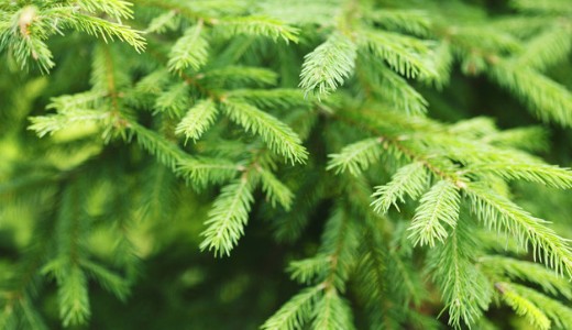 Kar�csony - dr�gulnak a feny�k, ennyibe ker�l majd a kar�csonyf�k m�tere