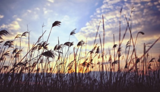 �ri�si k�rnyezetk�ros�t�s a Balatonn�l, folyik az elj�r�s 