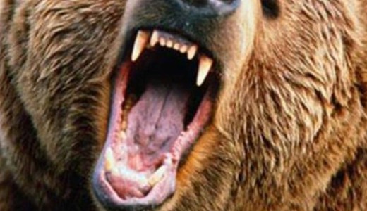 Hal�los medvet�mad�s t�rt�nt Sz�kelyf�ld�n