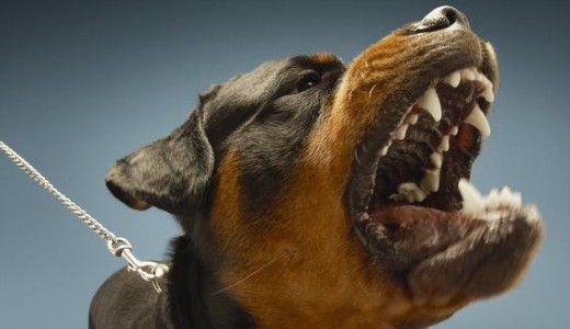 Hal�los kimenetel� kutyat�mad�s t�rt�nt �jsz�szon