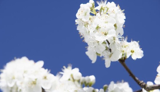 Ennek nagyon nem lesz j� v�ge: bakt�riumok �s gomb�k szaporodnak a heves es�k miatt, vesz�lyben a gy�m�lcsf�k 