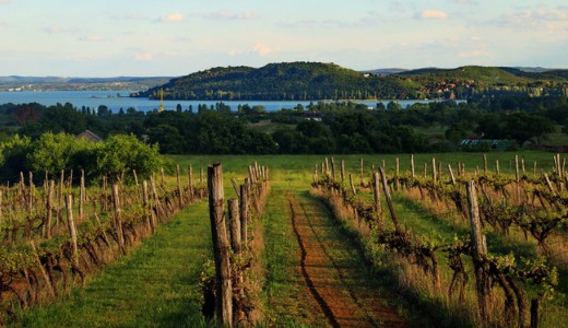 Az Eur�pai B�r�s�g elmeszelte a magyar f�ldt�rv�nyt