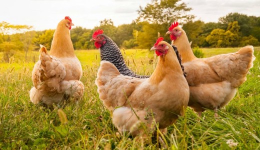 A magyar gazd�k szerint a szabadtart�sos ty�ktart�s �rtalmasabb, mint a ketreces