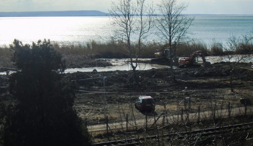 Helyre kell �ll�tani a letarolt, kiemelten v�dett n�dast a Balatonn�l