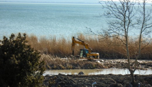 Helyre kell lltani a kiirtott ndat Balatonakalin